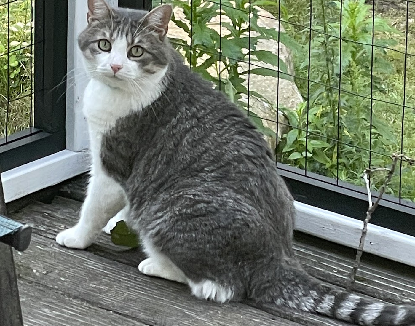Teddy, a gray-and-white tabby cat